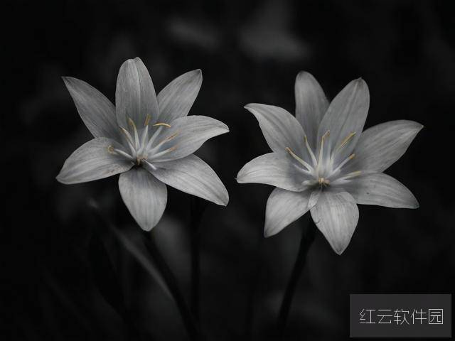 灰与幻想的双生花—解读的生存哲学与美学
