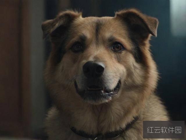 狗咬狗电影，暴力美学的背后，藏着怎样的人性寓言？