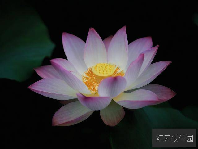 子夜莲绽,女性觉醒的隐秘时刻与精神绽放