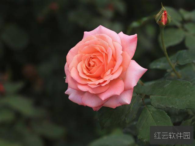 久久青葱岁月里，那些绽放的国产精品之光